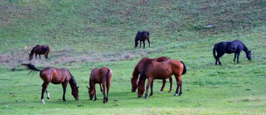 Genç taylar ve anneler sonbahar mevsiminde Doğu kasabası Quebec, Kanada 'da tarlada.