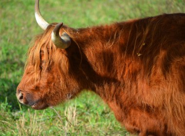 İskoçya boğası uzun boynuzları ve uzun dalgalı paltoları olan İskoç bir sığır türüdür ve siyah, kırmızı, sarı ya da buğday rengindedir..