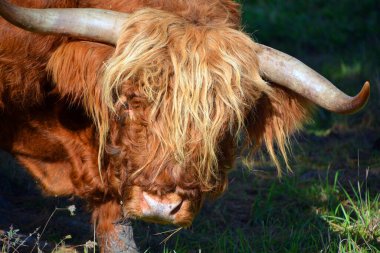 İskoçya boğası uzun boynuzları ve uzun dalgalı paltoları olan İskoç bir sığır türüdür ve siyah, kırmızı, sarı ya da buğday rengindedir..