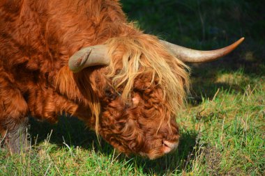 İskoçya boğası uzun boynuzları ve uzun dalgalı paltoları olan İskoç bir sığır türüdür ve siyah, kırmızı, sarı ya da buğday rengindedir..