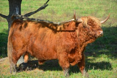 İskoçya boğası uzun boynuzları ve uzun dalgalı paltoları olan İskoç bir sığır türüdür ve siyah, kırmızı, sarı ya da buğday rengindedir..