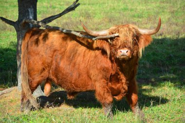 İskoçya boğası uzun boynuzları ve uzun dalgalı paltoları olan İskoç bir sığır türüdür ve siyah, kırmızı, sarı ya da buğday rengindedir..
