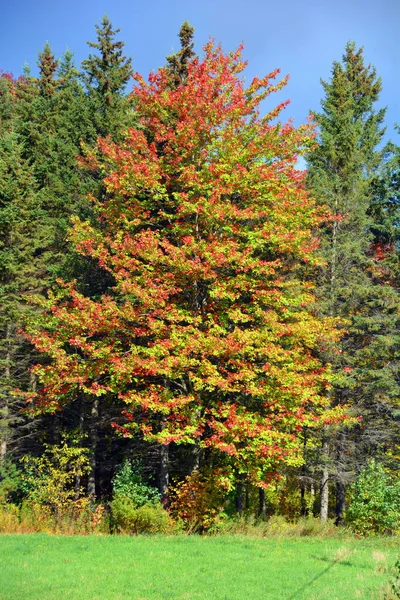 カナダ ケベック州シャフォードのブロモント東部の秋の風景 — ストック写真