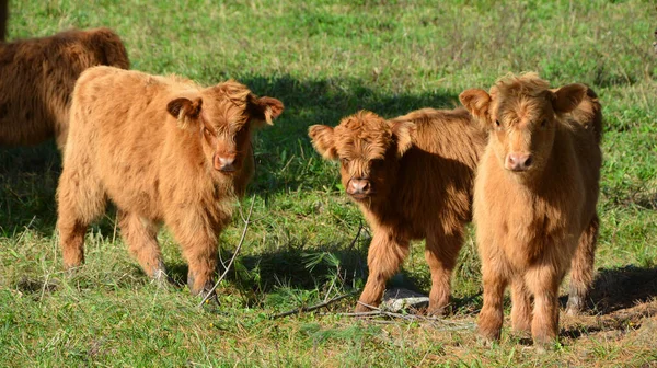 Hochlandrinder Sind Eine Schottische Rinderrasse Mit Langen Hörnern Und Langen — Stockfoto