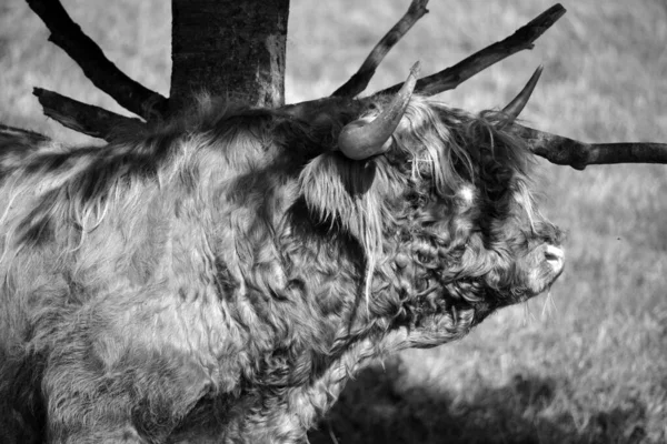 Highland Touro São Uma Raça Escocesa Gado Com Chifres Longos — Fotografia de Stock