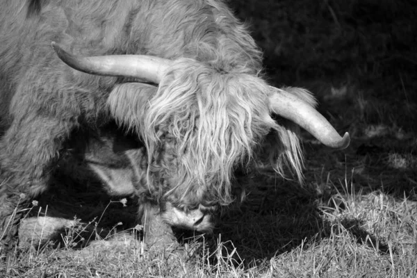 Highland Bull Шотландская Порода Крупного Рогатого Скота Длинными Рогами Длинными — стоковое фото