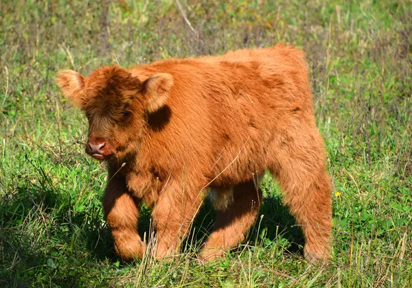 Highland Cattle Calfs Scottish Breed Cattle Long Horns Long Wavy — Stock Photo, Image