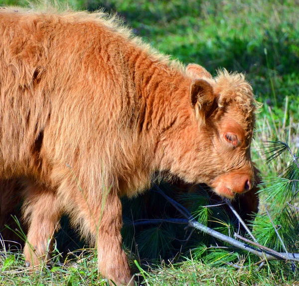 Highland Βοοειδή Calfs Είναι Μια Φυλή Της Σκωτίας Των Βοοειδών — Φωτογραφία Αρχείου