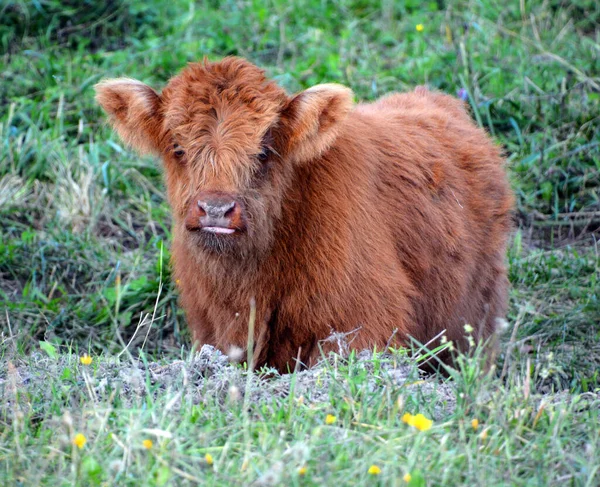 Highland Cattle Calfs Scottish Breed Cattle Long Horns Long Wavy — Stock Photo, Image