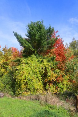 Bromont, Shefford, Quebec eyaleti, Kanada 'nın doğusundaki manzarayı sonbahara bırak. 
