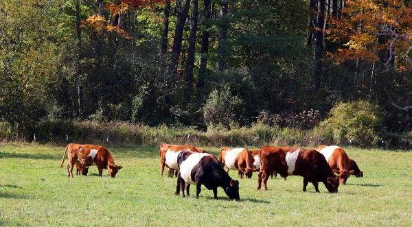 Belted Galloway Είναι Μια Φυλή Βοοειδών Κληρονομιάς Που Προέρχονται Από — Φωτογραφία Αρχείου