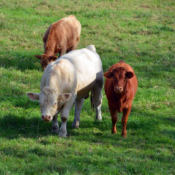 加洛威带 Belted Galloway 是一种原产于苏格兰西南部加洛威的传统牛肉品种 适于生活在该地区贫瘠的山地牧场和被风刮过的沼泽地上 — 图库照片