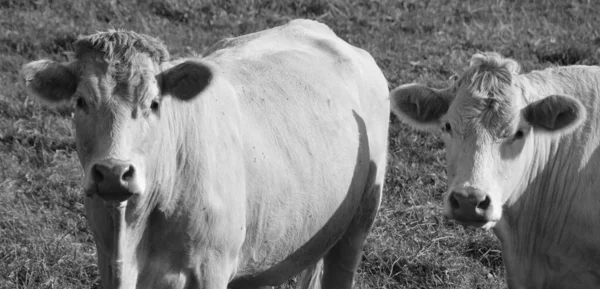 Limuzin Szarvasmarha Egy Fajta Erősen Izmos Marha Származó Limousin Marche — Stock Fotó