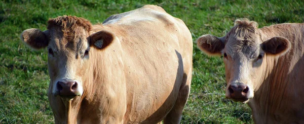 Bovinos Limousin São Uma Raça Bovinos Corte Altamente Musculados Originários — Fotografia de Stock