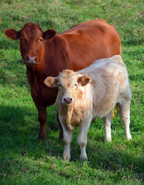 Bovinos Limousin São Uma Raça Bovinos Corte Altamente Musculados Originários — Fotografia de Stock