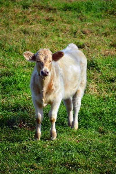 Limousin Runderen Zijn Een Ras Van Zeer Gespierd Rundvlees Afkomstig — Stockfoto