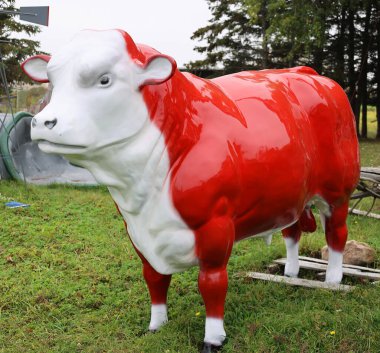 SAINte EULALIE QUEBEC Kanada - 10 13 2021: Fiberglas hayvan heykeli hereford bull