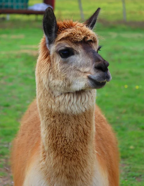 Alpaca Uma Espécie Camelóide América Sul Assemelha Pequeno Lhama Aparência — Fotografia de Stock