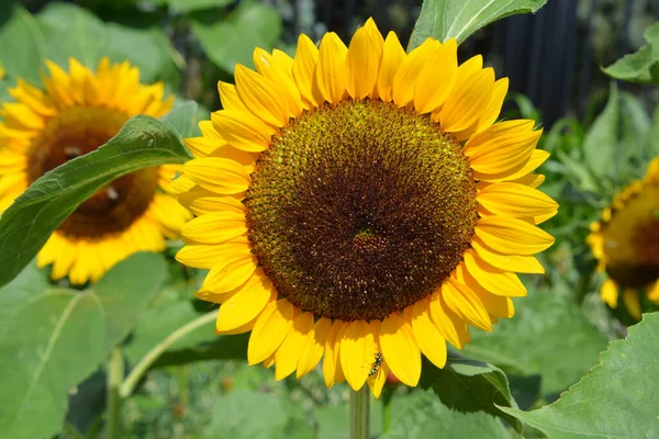 ひまわりはアメリカ原産の年間植物です 大きな花序を持ち 花の形やイメージに由来することが多く 太陽を表現する際によく用いられます — ストック写真