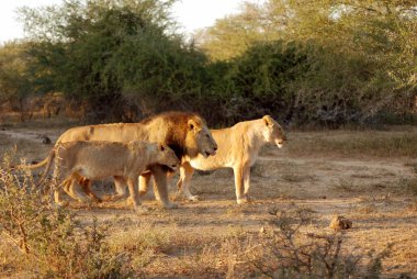 Afrika 'nın en büyük oyun rezervlerinden biri olan Kruger Park' taki Lion ailesi 1926 yılında Güney Afrika 'nın ilk ulusal parkı oldu..