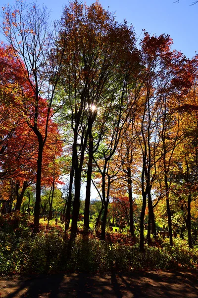 Осінній Пейзаж Різнокольоровими Деревами — стокове фото