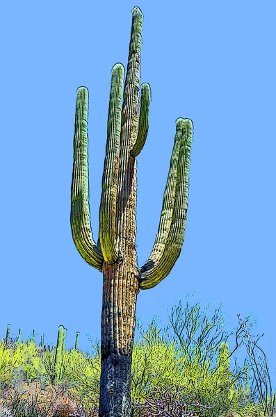 Saguaro Castus Arizona Usa Tecken Illustration Pop Art Bakgrund Ikon — Stockfoto