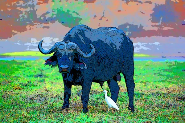 非洲水牛标志图上有彩色斑点的流行艺术背景图标 — 图库照片