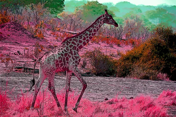 Girafa Parque Safári Sinal Ilustração Ícone Fundo Pop Art Com — Fotografia de Stock