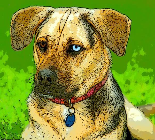 German Sheppard Boxer Mix Dog Iris Heterochromia Sign Illustration Pop — Stock Photo, Image