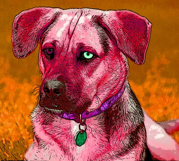 German Sheppard Boxer Mix Dog Dengan Iris Heterochromia Sign Ilustrasi — Stok Foto