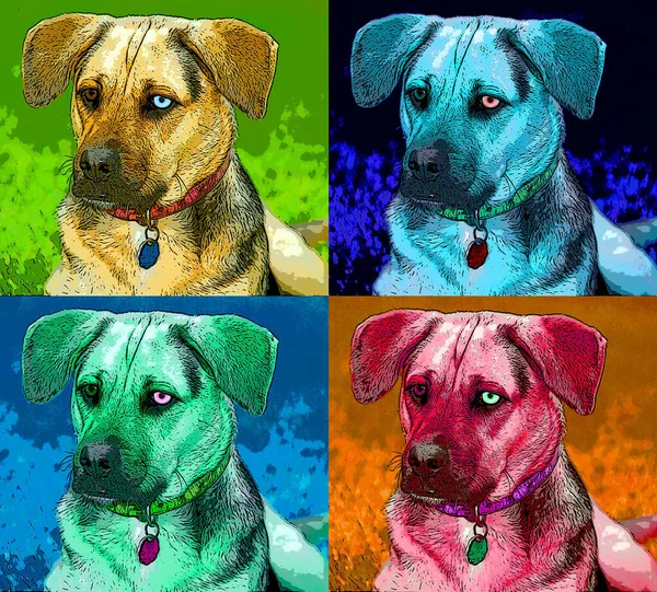 German Sheppard Boxer Mix Dog Iris Heterochromia Sign Illustration Pop — Stock Photo, Image