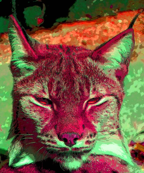 Podpis Lynx Ilustrace Pop Art Ikona Pozadí Barevnými Skvrnami — Stock fotografie