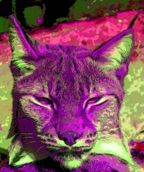 Lynx符号显示带有色斑的流行艺术背景图标 — 图库照片