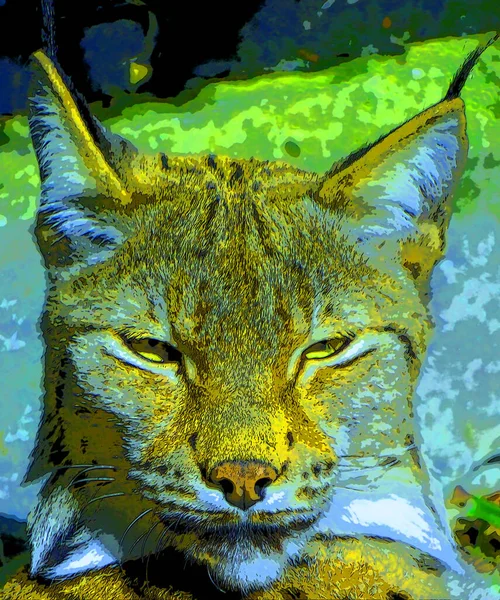 Lynx Σημάδι Εικονογράφηση Pop Art Εικονίδιο Φόντου Κηλίδες Χρώματος — Φωτογραφία Αρχείου