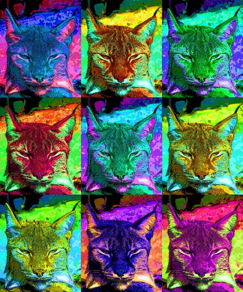 Podpis Lynx Ilustrace Pop Art Ikona Pozadí Barevnými Skvrnami — Stock fotografie
