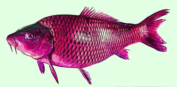 Karpfen Fisch Zeichen Illustration Pop Art Hintergrund Symbol Mit Farbflecken — Stockfoto