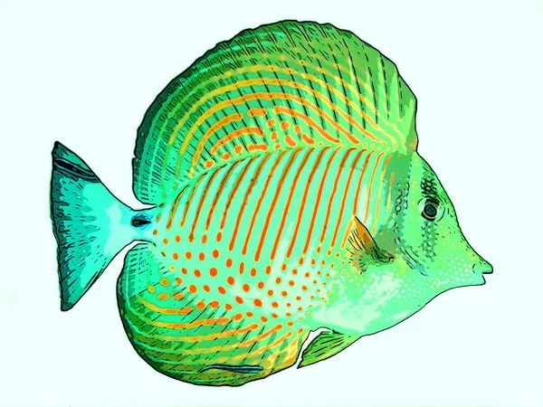 Angelfish Znak Ilustracja Pop Art Tło Ikona Kolorowe Plamy — Zdjęcie stockowe