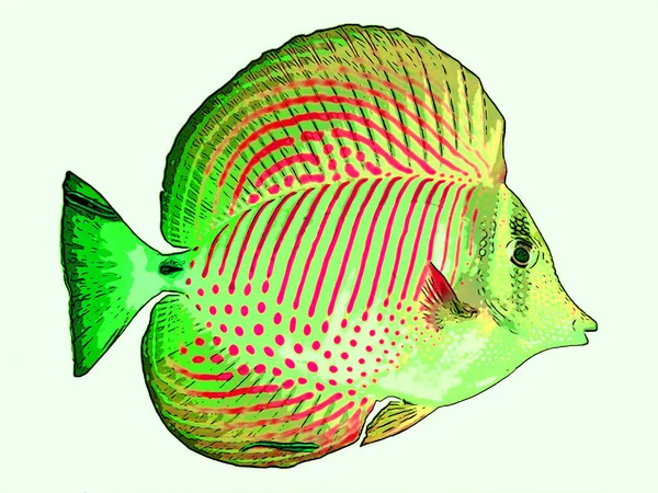 Angelfish Teken Illustratie Pop Art Achtergrond Pictogram Met Kleurvlekken — Stockfoto