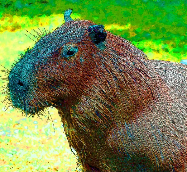Capybara Tecken Illustration Pop Art Bakgrund Ikon Med Färg Fläckar — Stockfoto