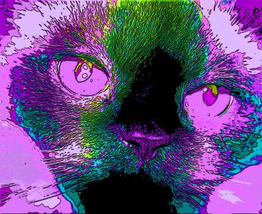 Himalaya, kedigiller (Felidae) familyasından bir kedi türü.