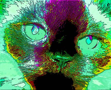 Himalaya, kedigiller (Felidae) familyasından bir kedi türü.