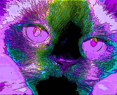 Himalaya, kedigiller (Felidae) familyasından bir kedi türü.