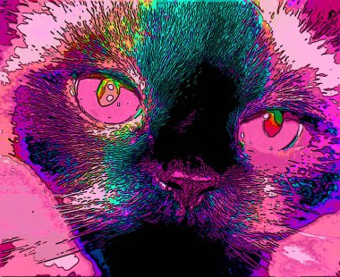 Himalaya, kedigiller (Felidae) familyasından bir kedi türü.