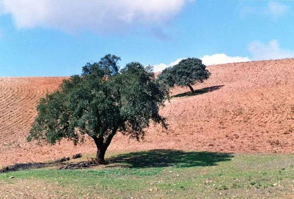 田舎の畑のあるオリーブの木 — ストック写真