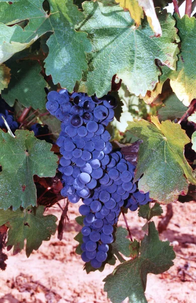 Niebieskie Winogrono Jest Owocem Botanicznie Jagodą Liściastych Drzewnych Winorośli Kwitnącego — Zdjęcie stockowe