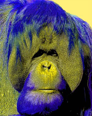 Orangutanlar canlı renk beneklerine sahip pop-art arkaplan simgesini imzaladılar