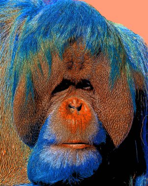 Orangutanlar canlı renk beneklerine sahip pop-art arkaplan simgesini imzaladılar
