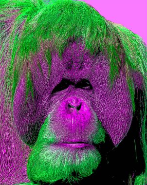 Orangutanlar canlı renk beneklerine sahip pop-art arkaplan simgesini imzaladılar
