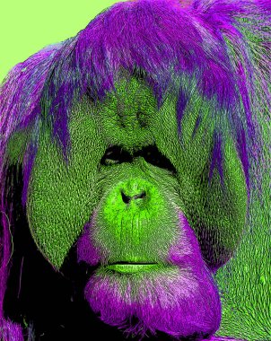 Orangutanlar canlı renk beneklerine sahip pop-art arkaplan simgesini imzaladılar