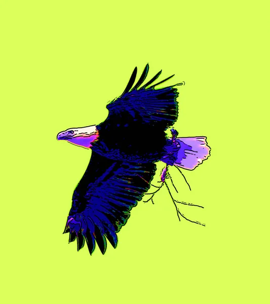 American Bald Eagle Signe Illustration Pop Art Icône Fond Avec — Photo